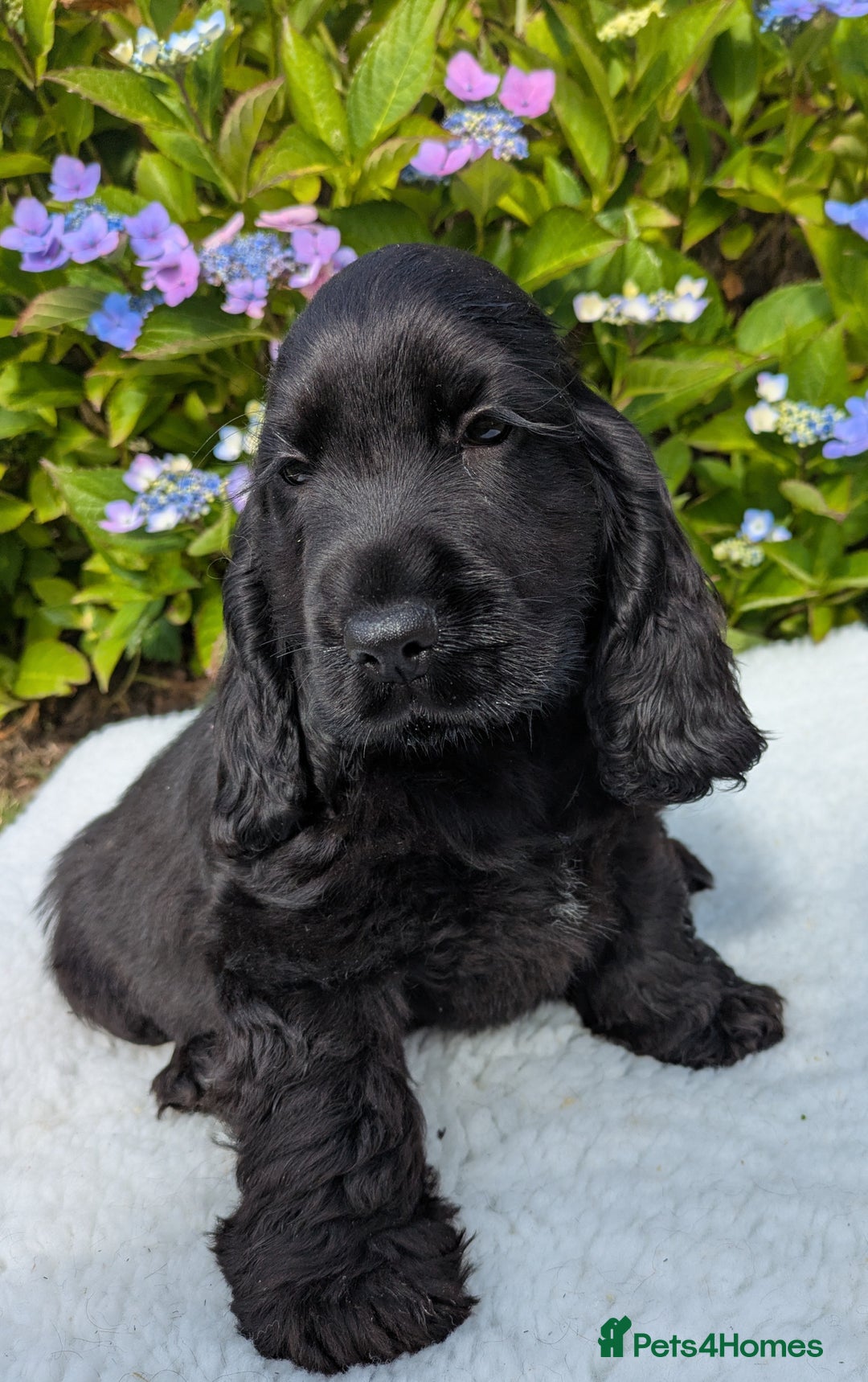 Cocker Spaniel dogs for sale: Beautiful Health Tested Show Blk + Blk/Tan Pups!  - Image 3