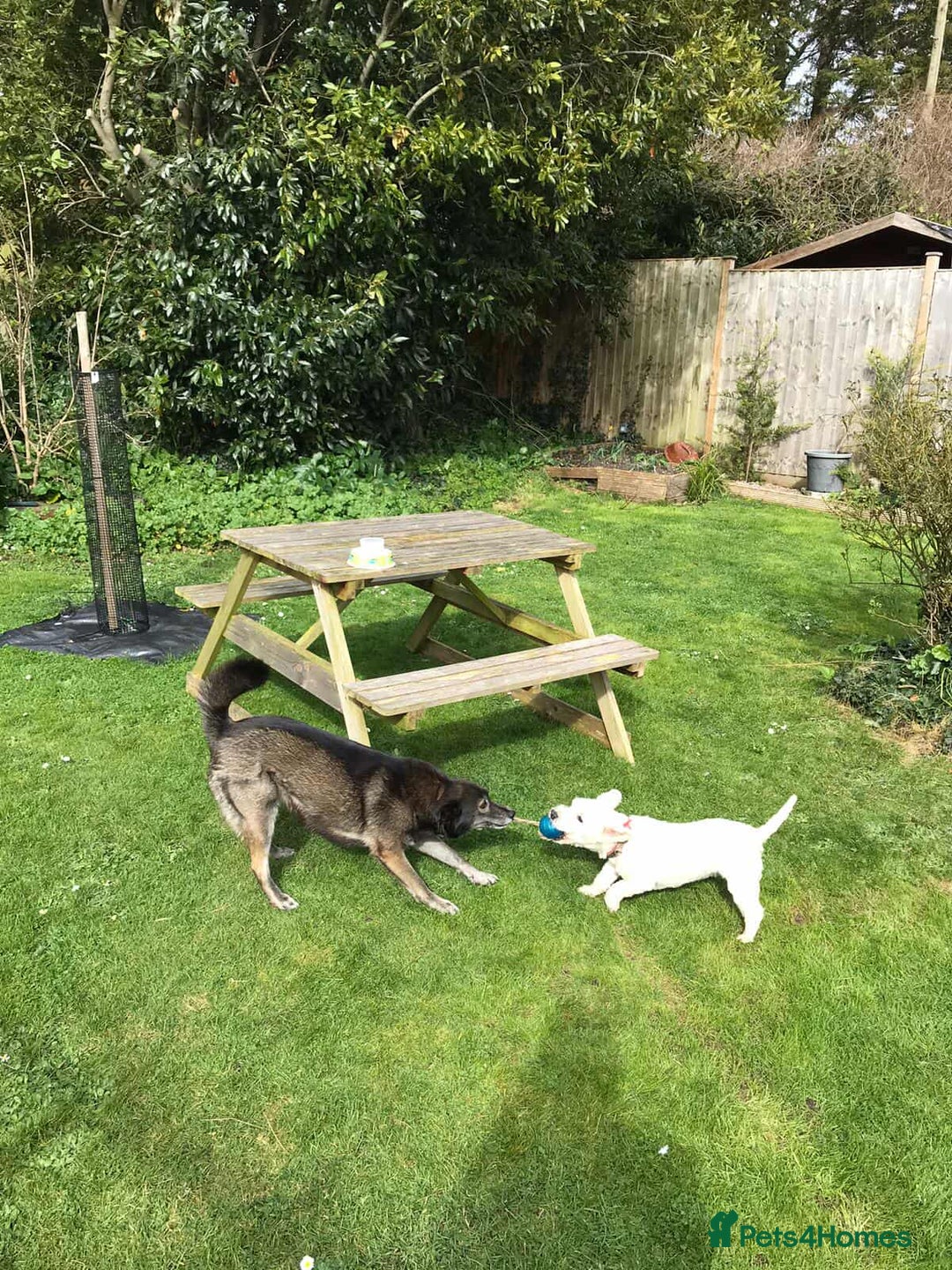 Mixed Breed dogs for adoption: WILLOW - EXPERIENCE REQUIRED  - Advert 8