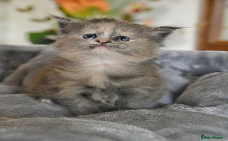 Maine Coon cats - Advert 1
