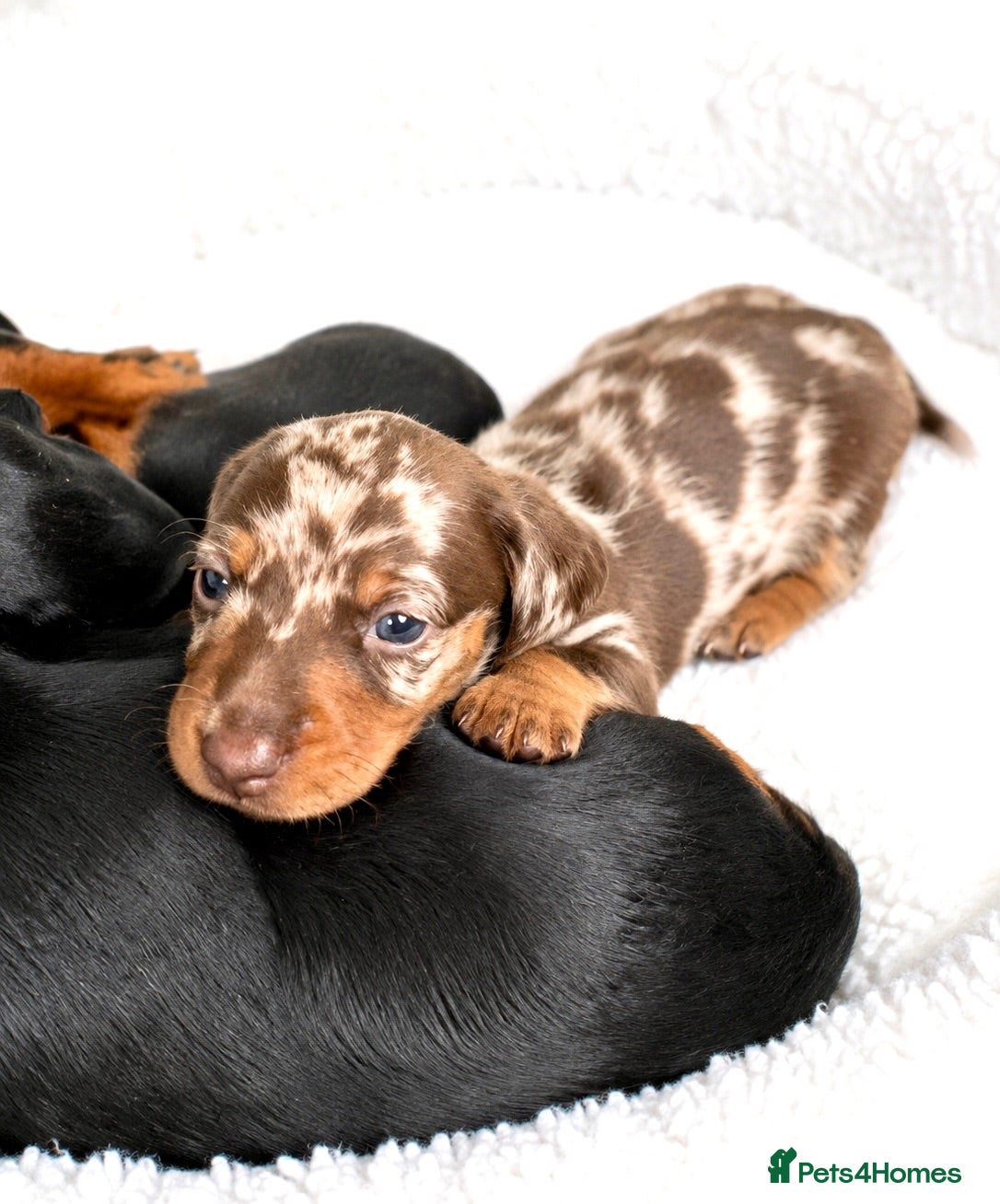 Miniature Dachshund dogs 5★ LICENSED BREEDER, KC registered, PRA clear  - Advert 2