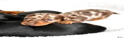 Miniature Dachshund dogs for sale: 5★ LICENSED BREEDER, KC registered, PRA clear  - Advert 2
