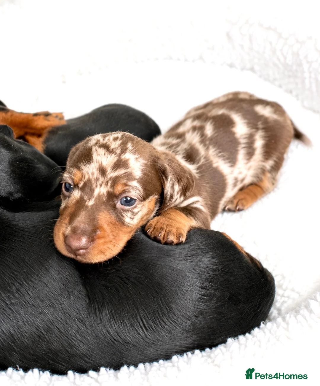 Miniature Dachshund dogs for sale: 5★ LICENSED BREEDER, KC registered, PRA clear  - Advert 2