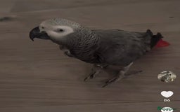 Parrots birds for sale: Parrot Tame & Talking 6 Yrs Old  - Image 6