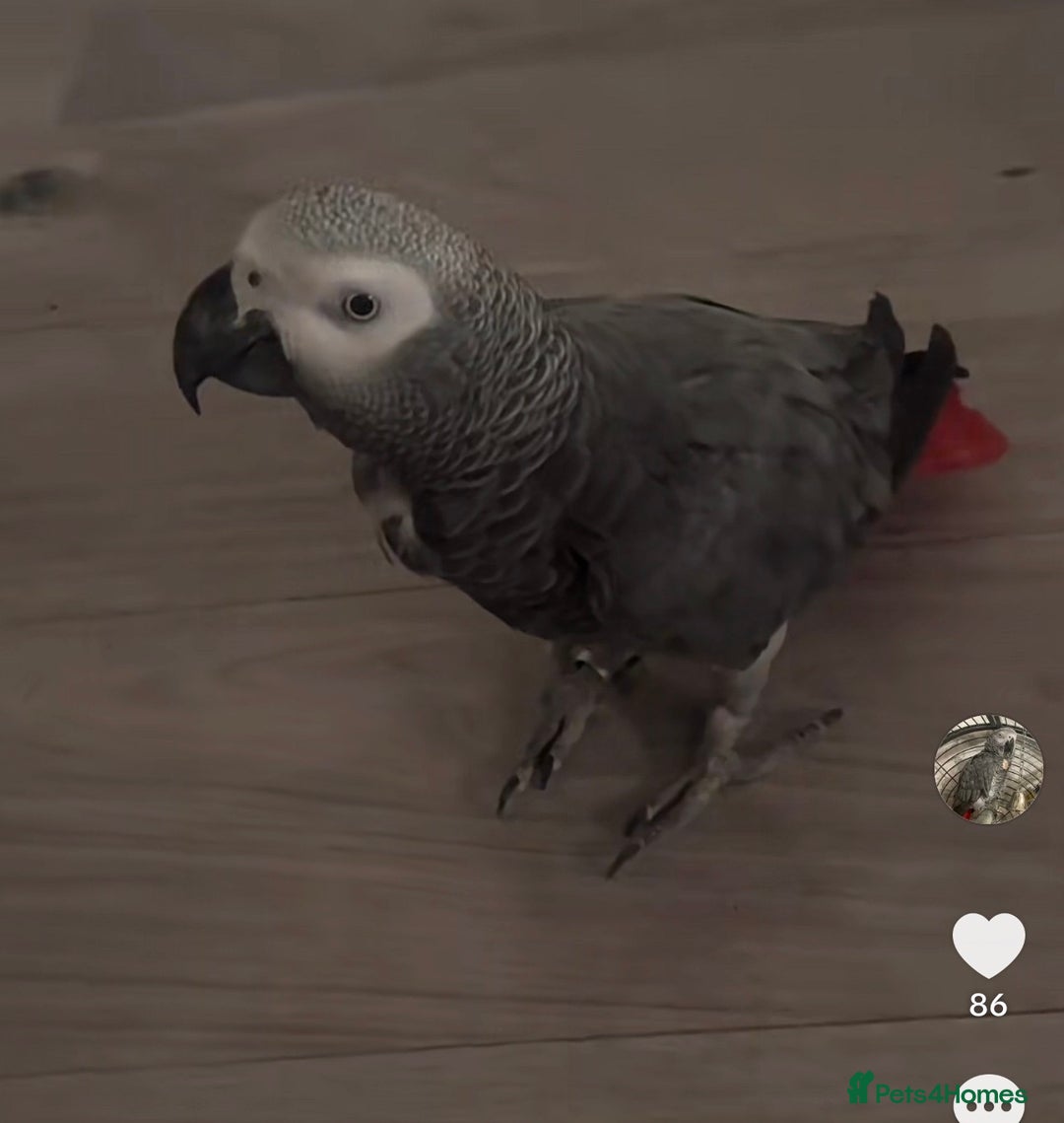 Parrots birds for sale: Parrot Tame & Talking 6 Yrs Old  - Image 6
