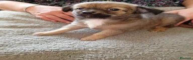 Chihuahua 1