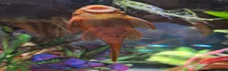Plecos fish for sale: 2 x Super Red Bristlenose Plecos - Advert 6