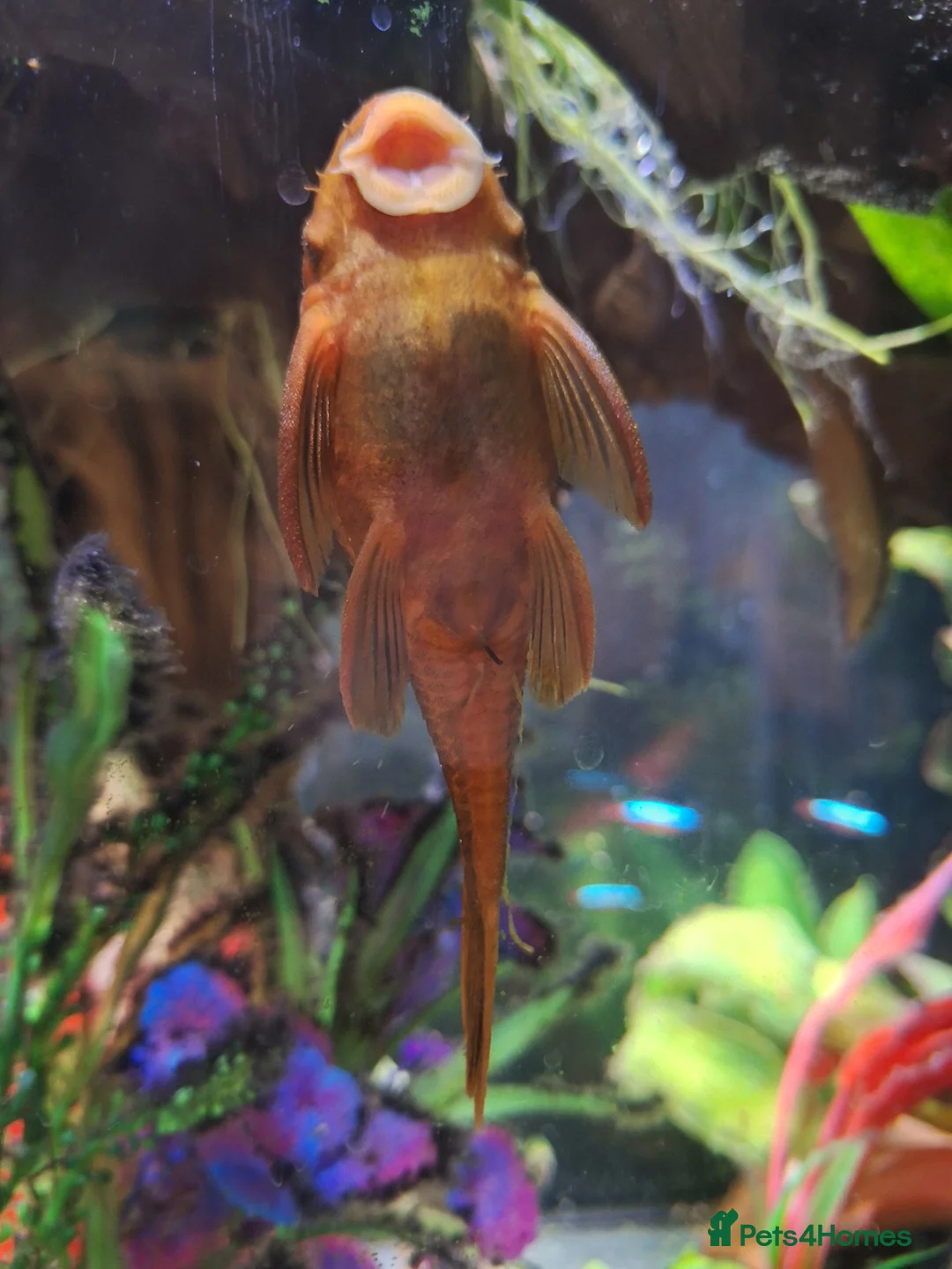 Plecos fish for sale: 2 x Super Red Bristlenose Plecos - Advert 6