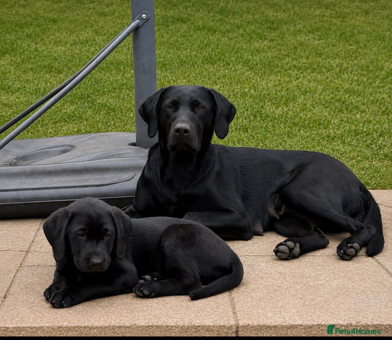 Labrador Retriever dogs FTCH sired, KC reg Labrador puppies  - Advert 2