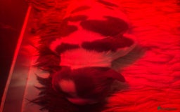 English Springer Spaniel dogs for sale: NOW BORN  - Image 4