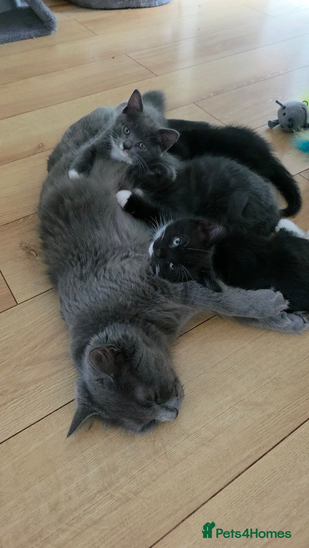 Siberian cats for sale: Siberian x Domestic shorthair stunning kittens  - Image 1