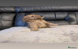 Labradoodle dogs for sale: HEALTH TESTED F1b Miniature labradoodle for SALE - Image 3