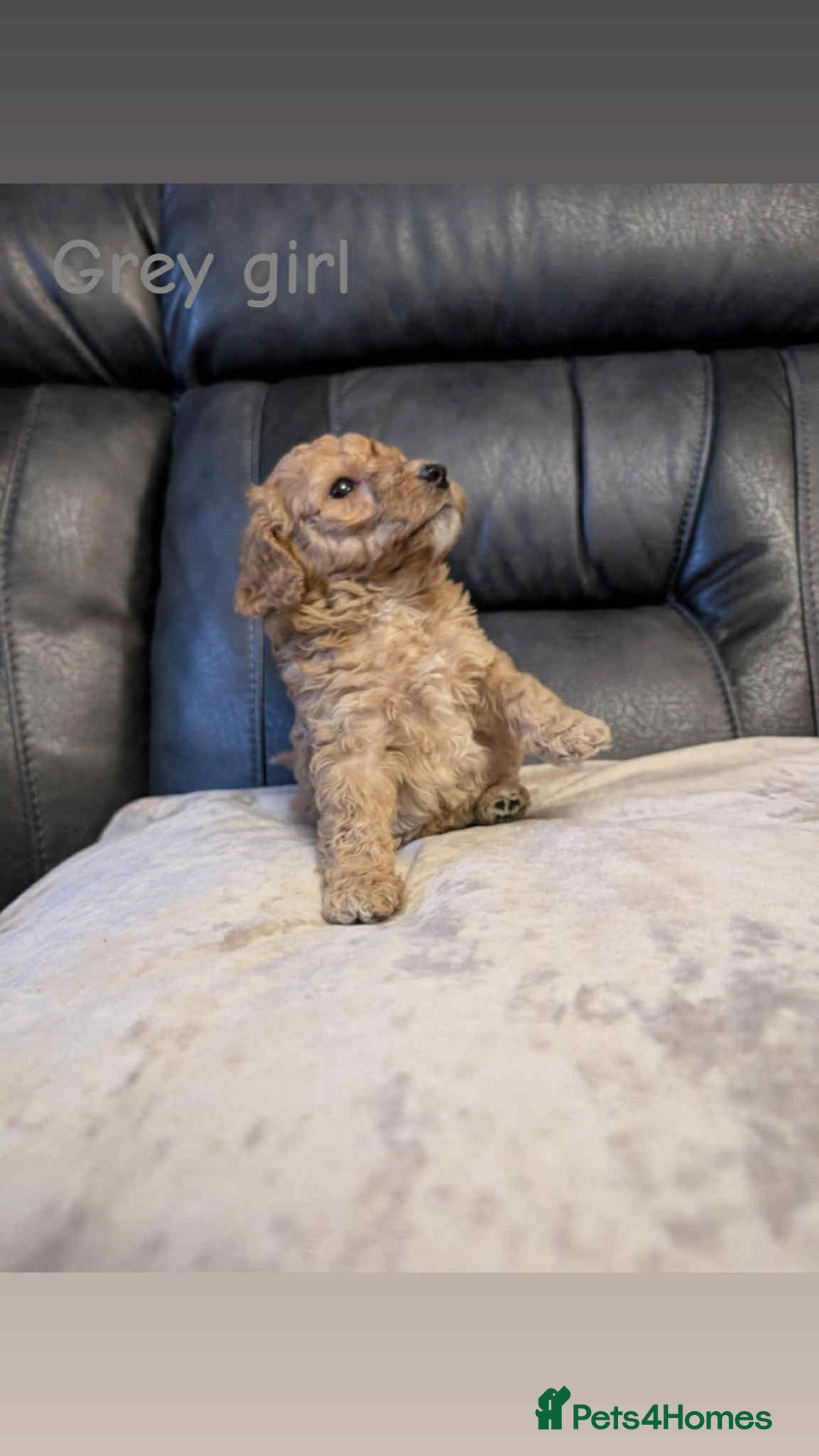 Labradoodle dogs for sale: HEALTH TESTED F1b Miniature labradoodle for SALE - Image 3