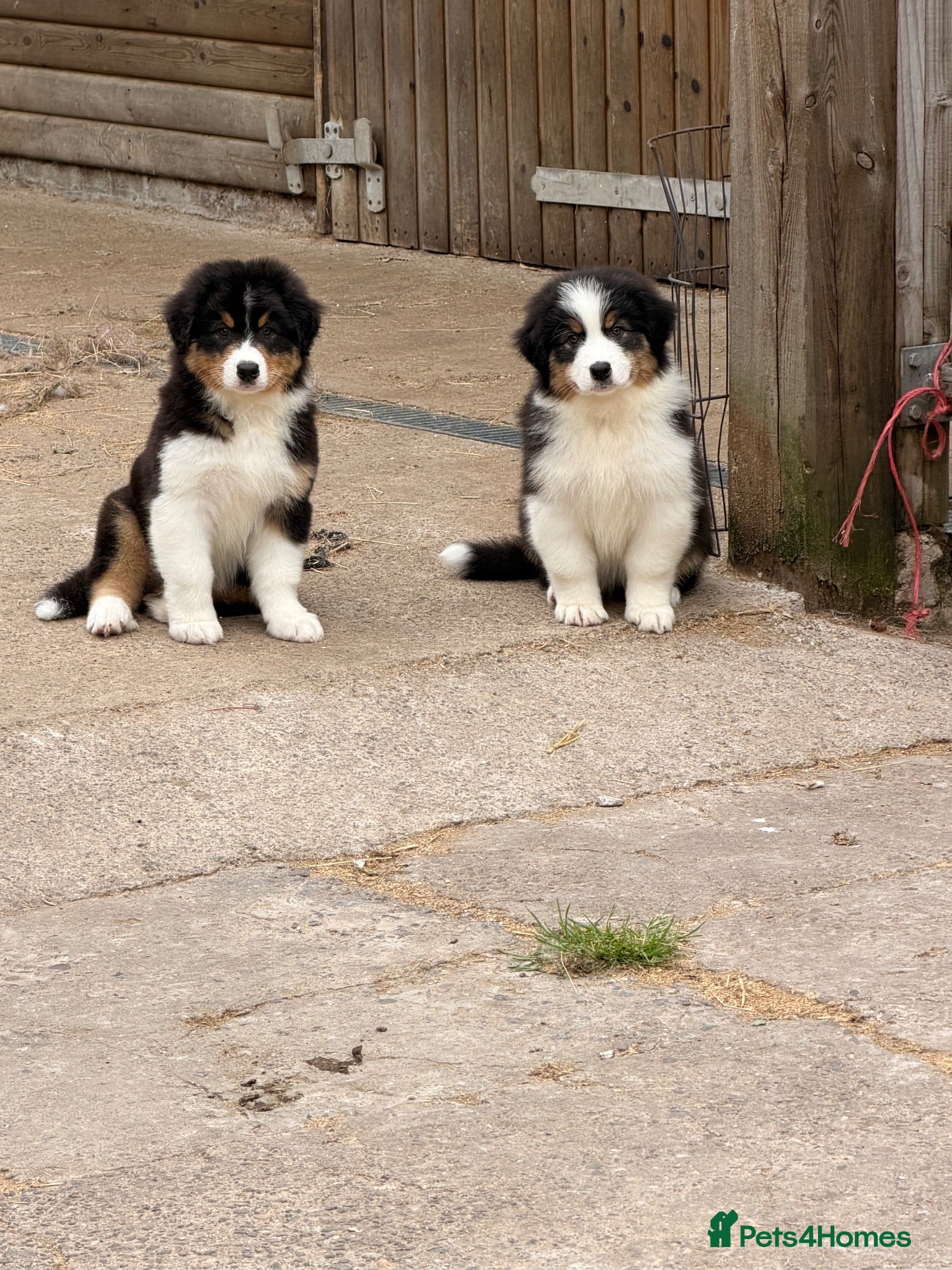 Australian Shepherd dogs Stunning Australian Shepherd Puppies  - Advert 2