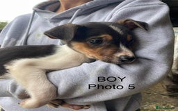 Smooth Collie dogs for sale: Collie pups - Image 5