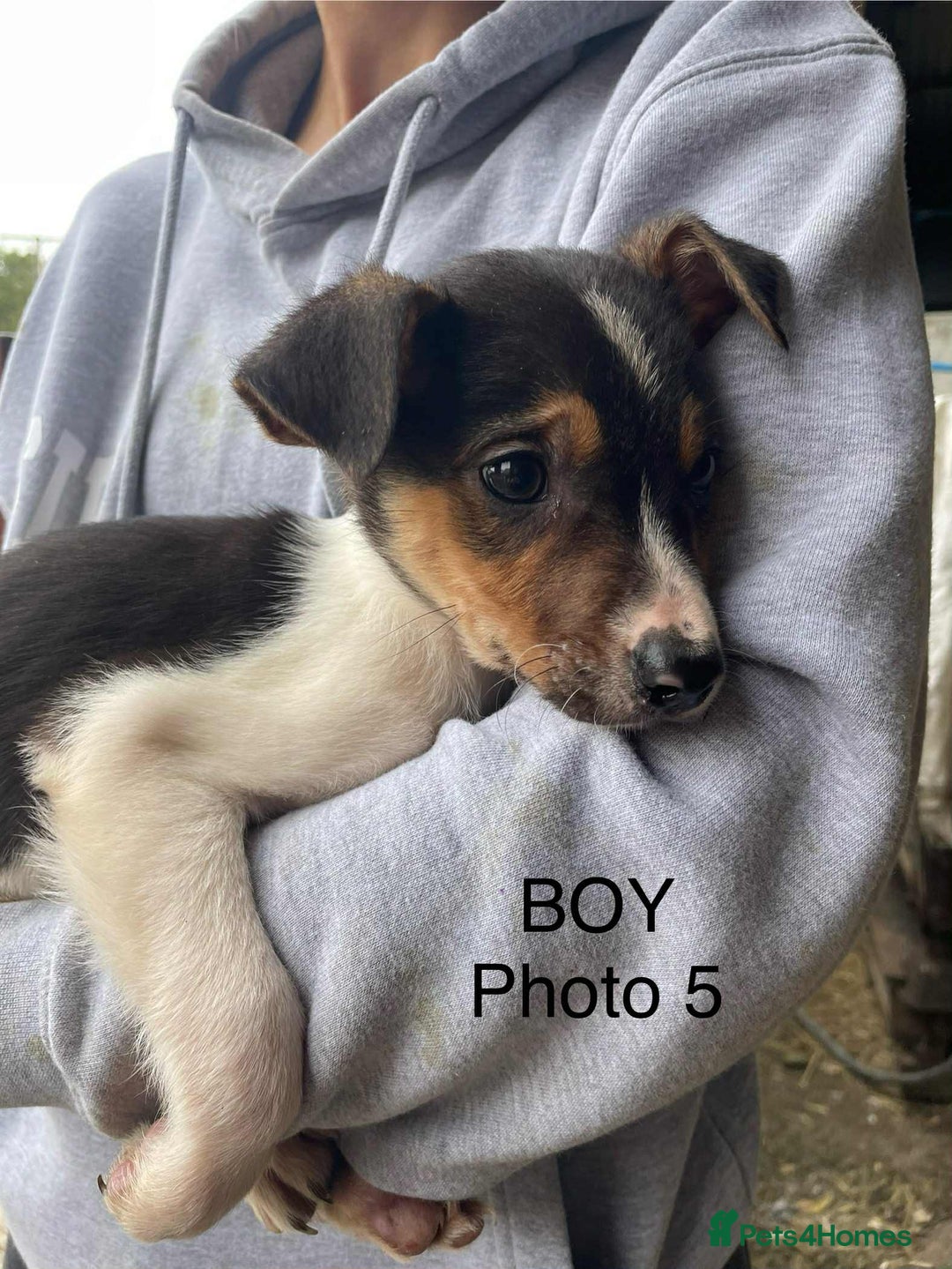 Smooth Collie dogs for sale: Collie pups - Image 5