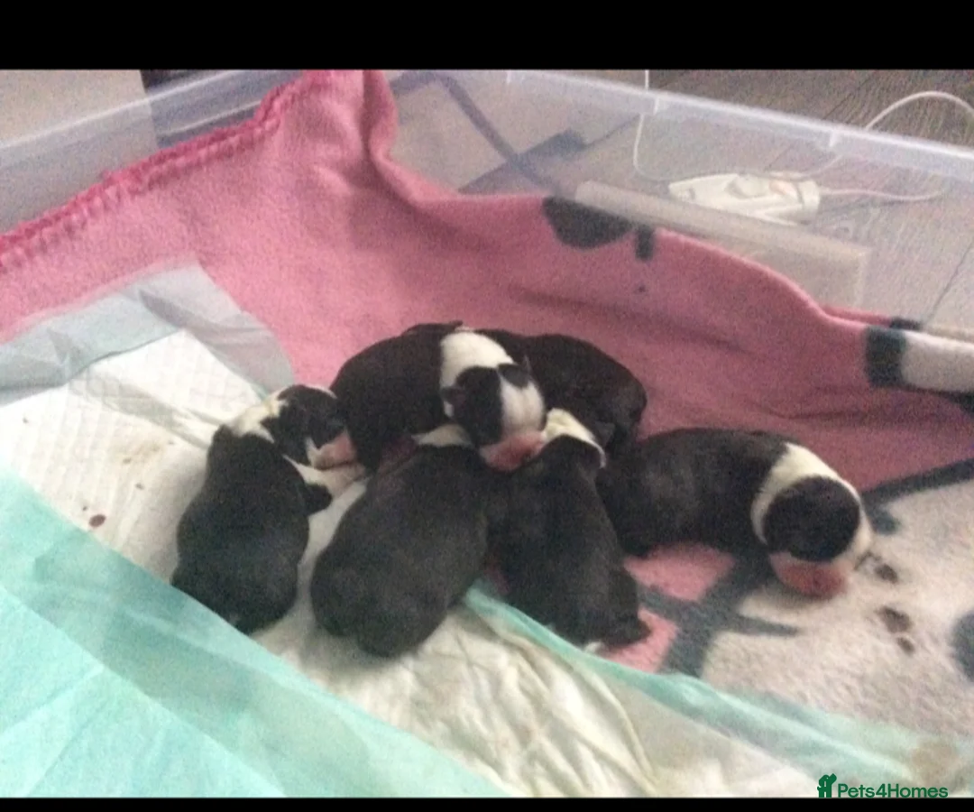 Boston Terrier dogs for stud: Small Proven Boston Terrier Stud in Doncaster - Advert 18