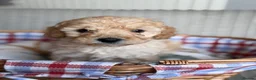 Toy Poodle dogs for sale: Beautiful Poodles - 1 Girl & 1 Boy left  - Advert 13