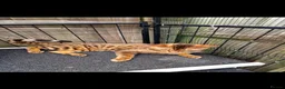 Bengal cats for sale: Beautiful Bengal Boy in Southampton - Advert 13