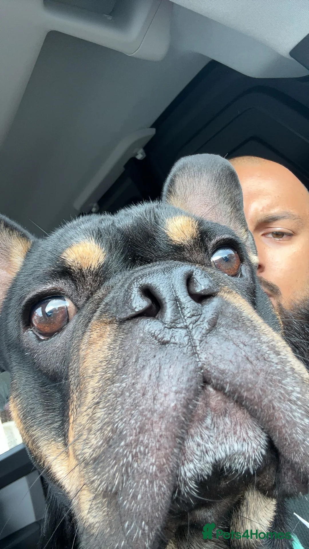 French Bulldog dogs for sale: Black and Tan French Bulldog in Aldershot - Advert 9