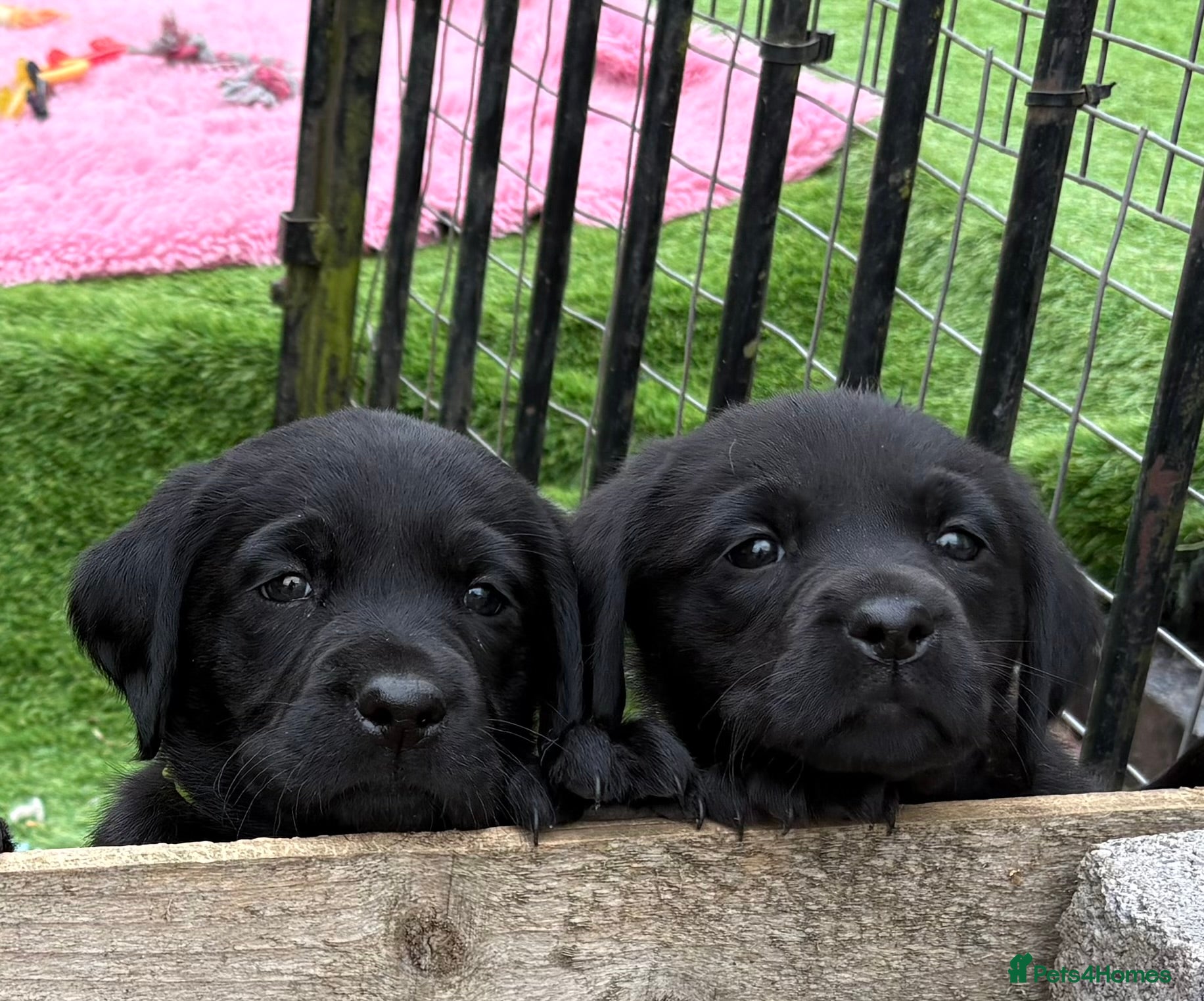 Labrador Retriever dogs Gorgeous Chunky Pedigree Labs - Advert 1