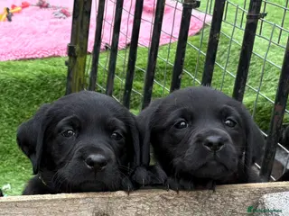 Labrador Retriever dogs for sale: Gorgeous Chunky Pedigree Labs - Advert 1