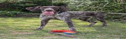 German Shorthaired Pointer dogs for sale: Gorgeous Black and Liver ticked GSP puppies - Advert 34
