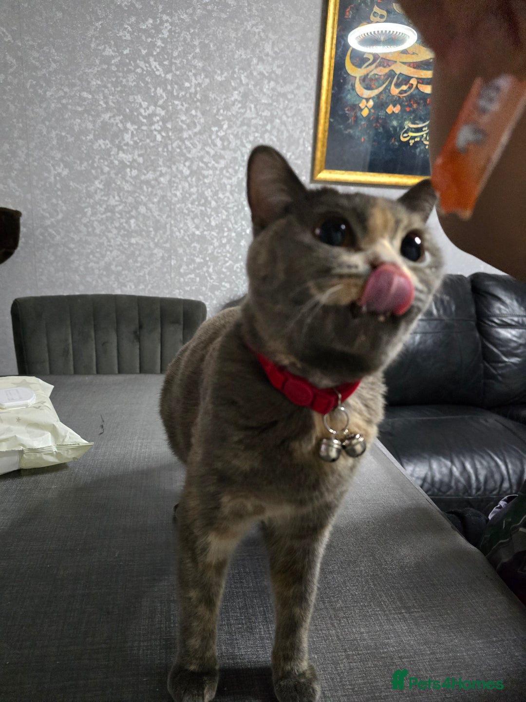 British Shorthair cats for sale: Female  - Image 4