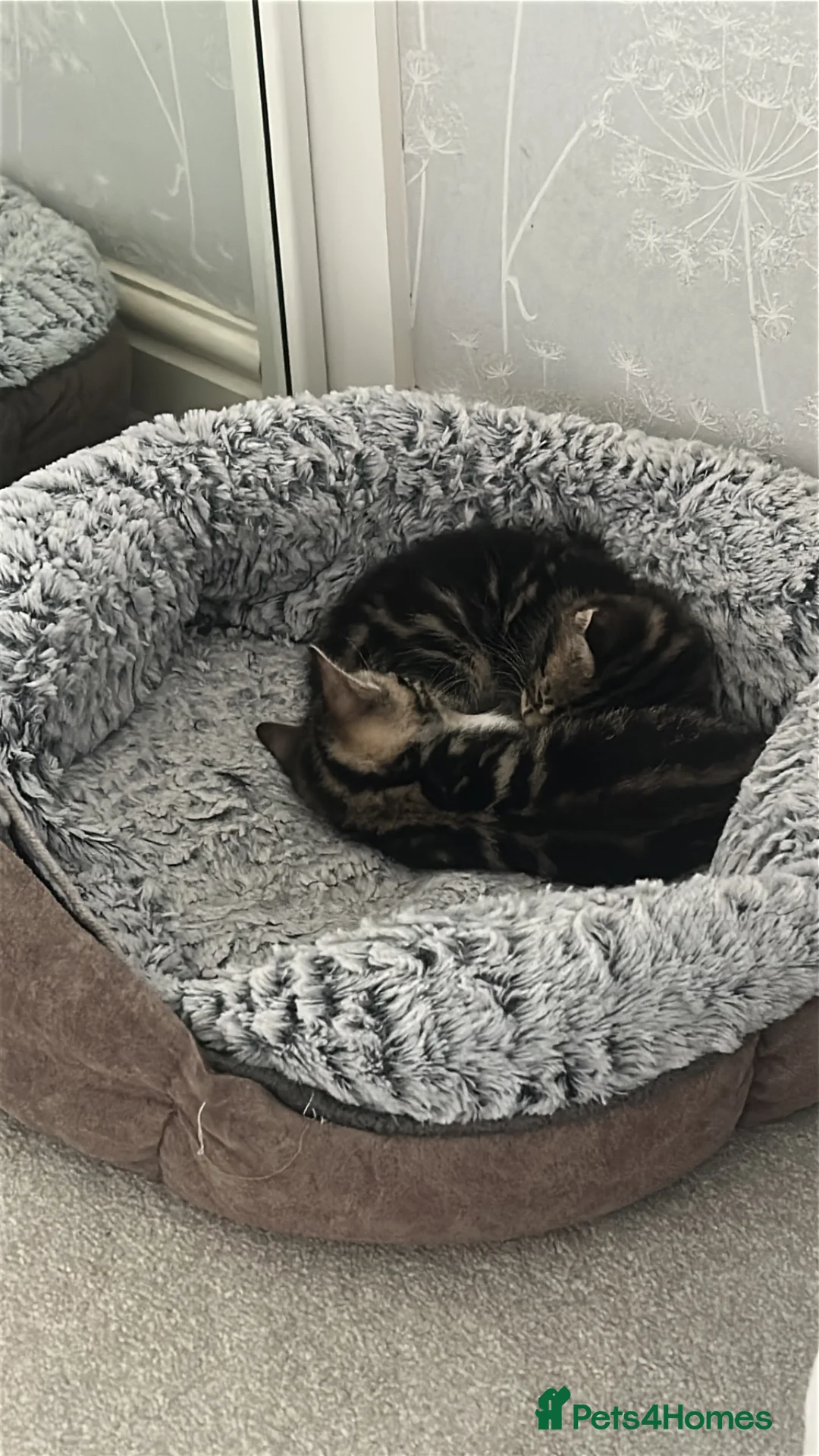 Mixed Breed cats for sale: 2 girl kittens for sale  - Advert 2