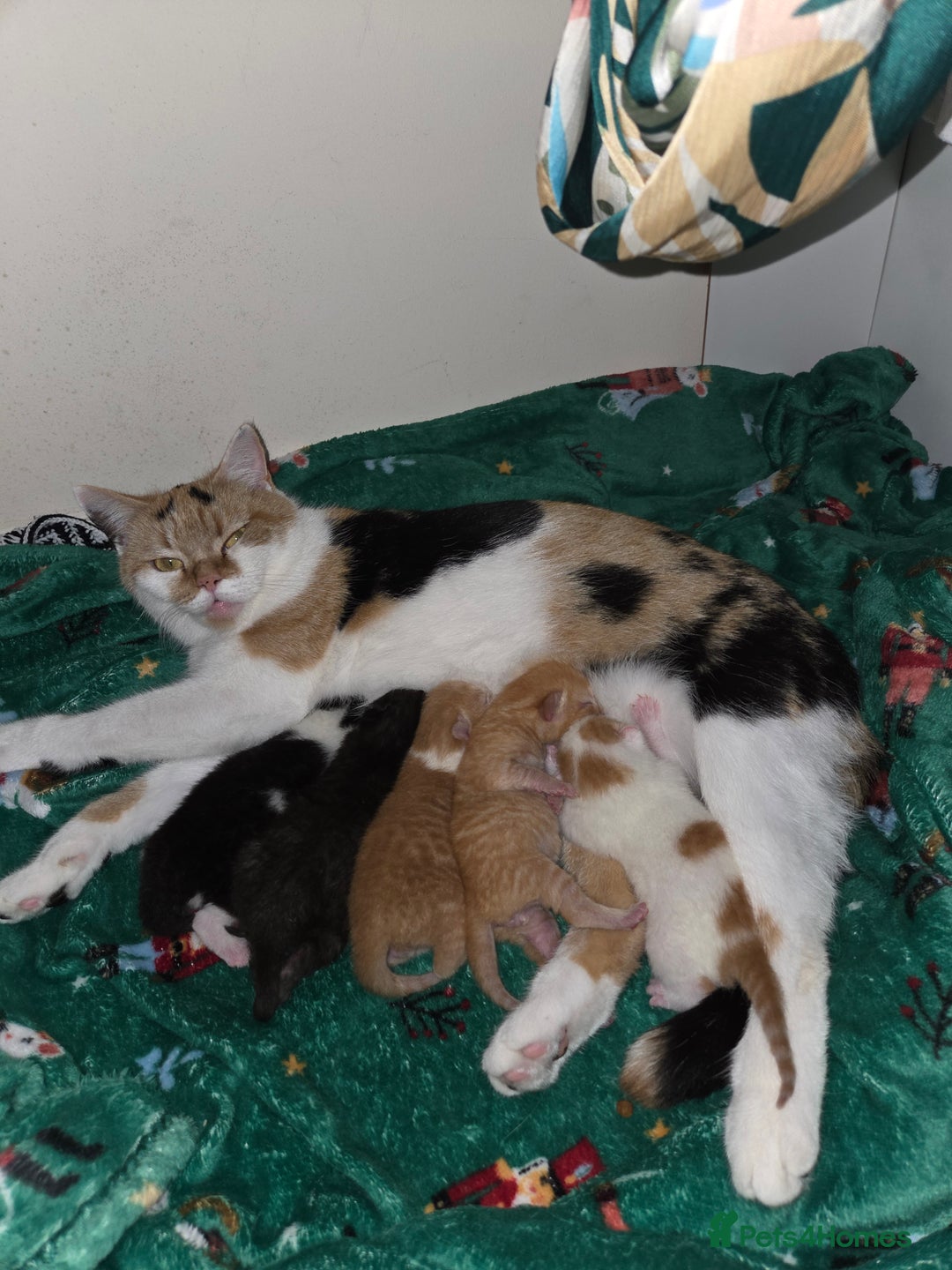 Domestic Shorthair cats for sale: 2 ginger boys - Advert 1