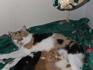 Domestic Shorthair cats 2 ginger boys - Advert 2