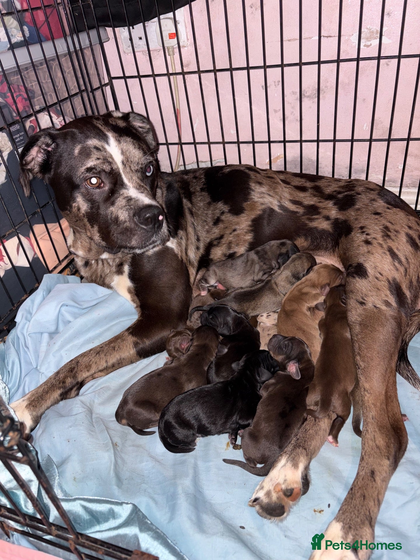 Mixed Breed dogs Catahoula x  - Advert 2