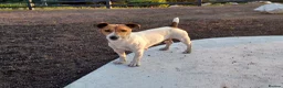 Jack Russell dogs for sale: Outstanding Jack Russell puppies - Advert 10