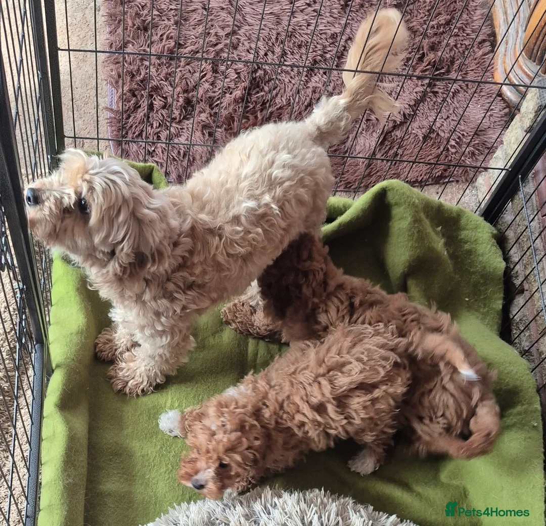 Cavapoo dogs for sale: Beautiful Cavapoo Girl - Advert 2