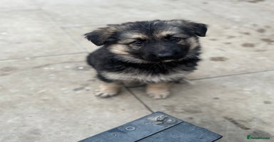German Shepherd dogs - Advert 16