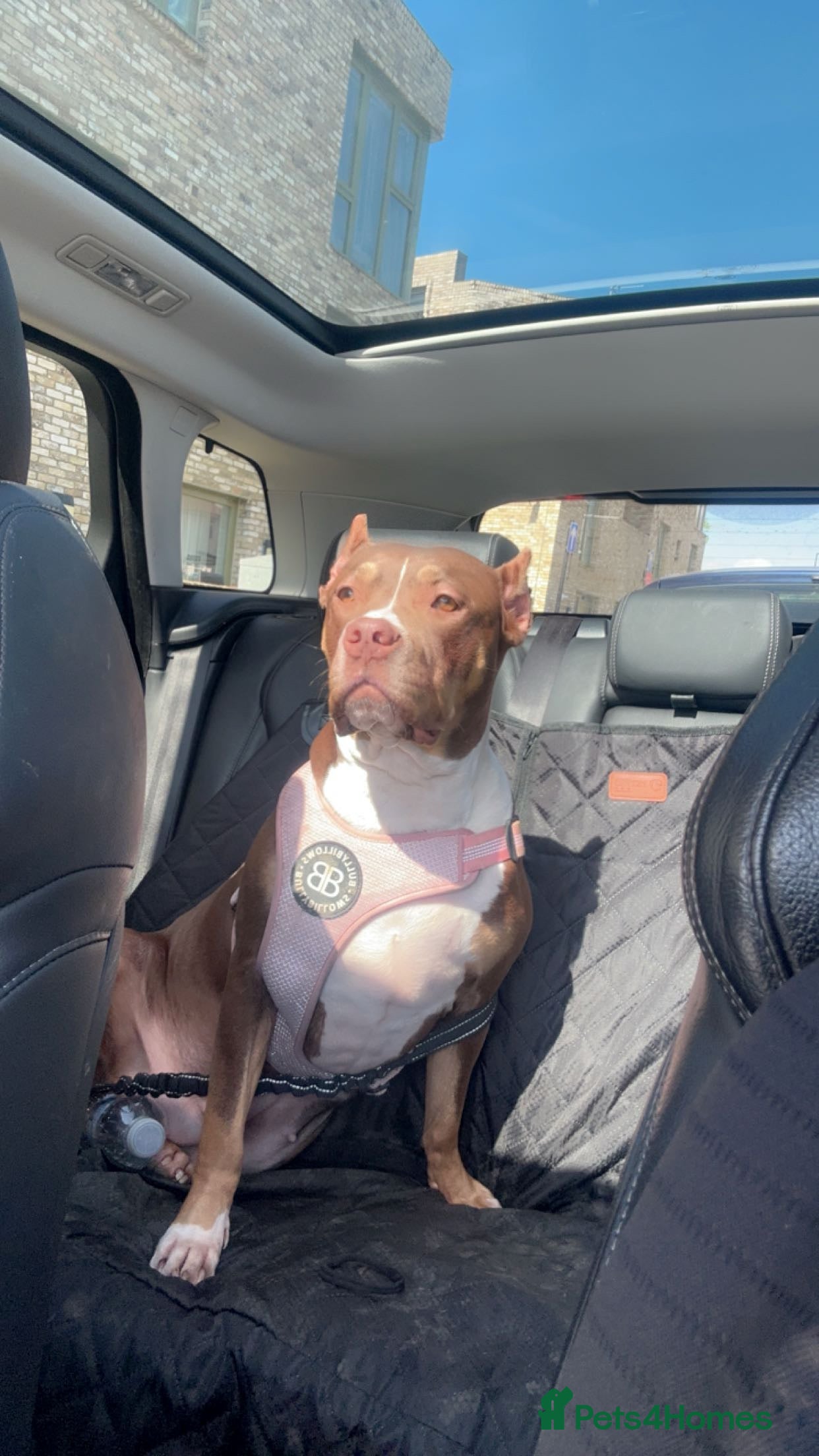 Mixed Breed dogs Roxxy  - Advert 6