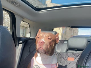 Mixed Breed dogs Roxxy - Advert 4