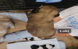 Shih Tzu dogs for sale: Beautiful Shih Tzu Puppies - Image 23