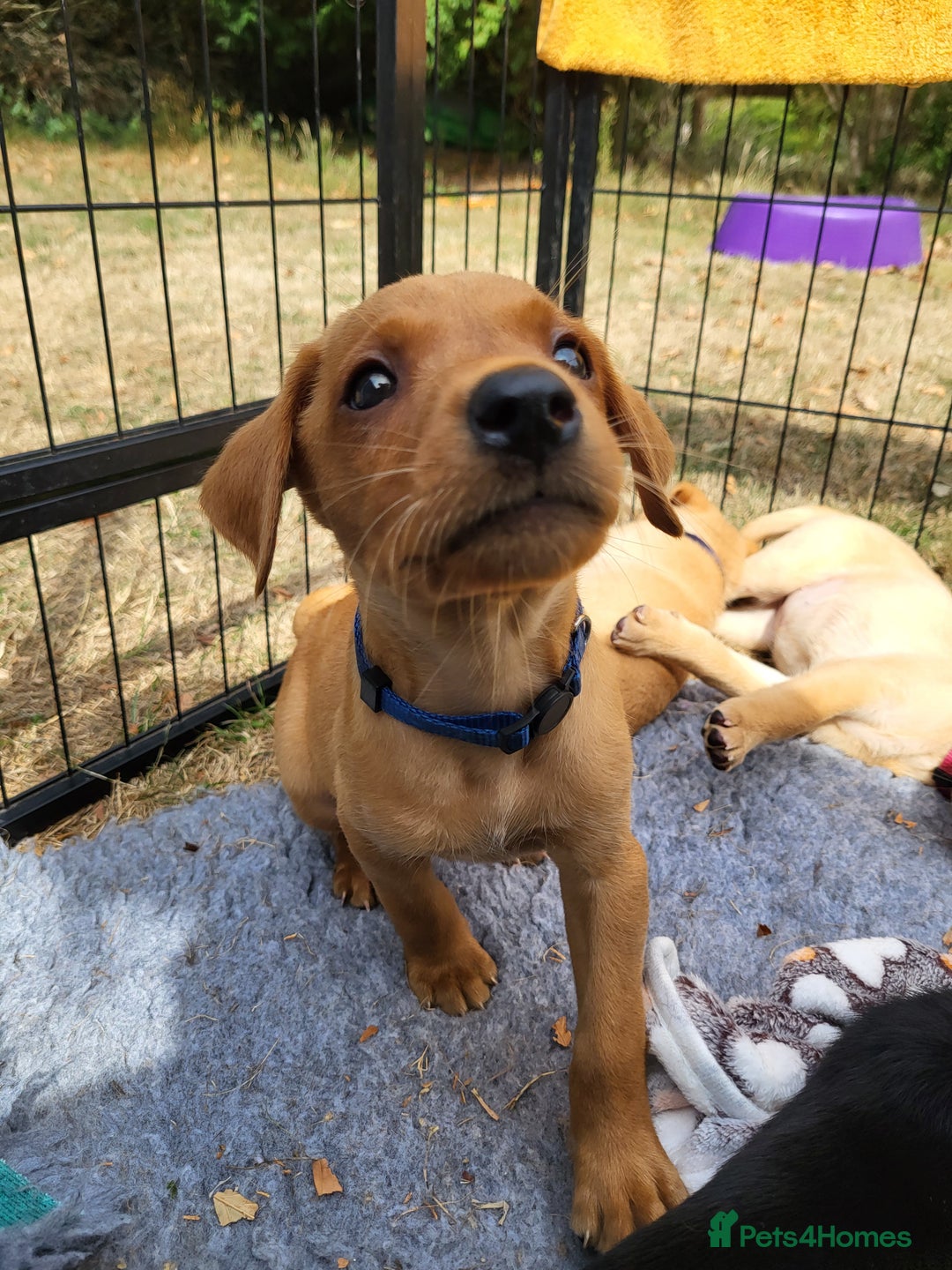 Labrador Retriever dogs for sale: Kc labrador puppies  - Image 3