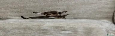 Chihuahua 3