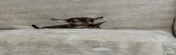 Chihuahua dogs for sale: Chihuahua puppy’s  - Advert 13
