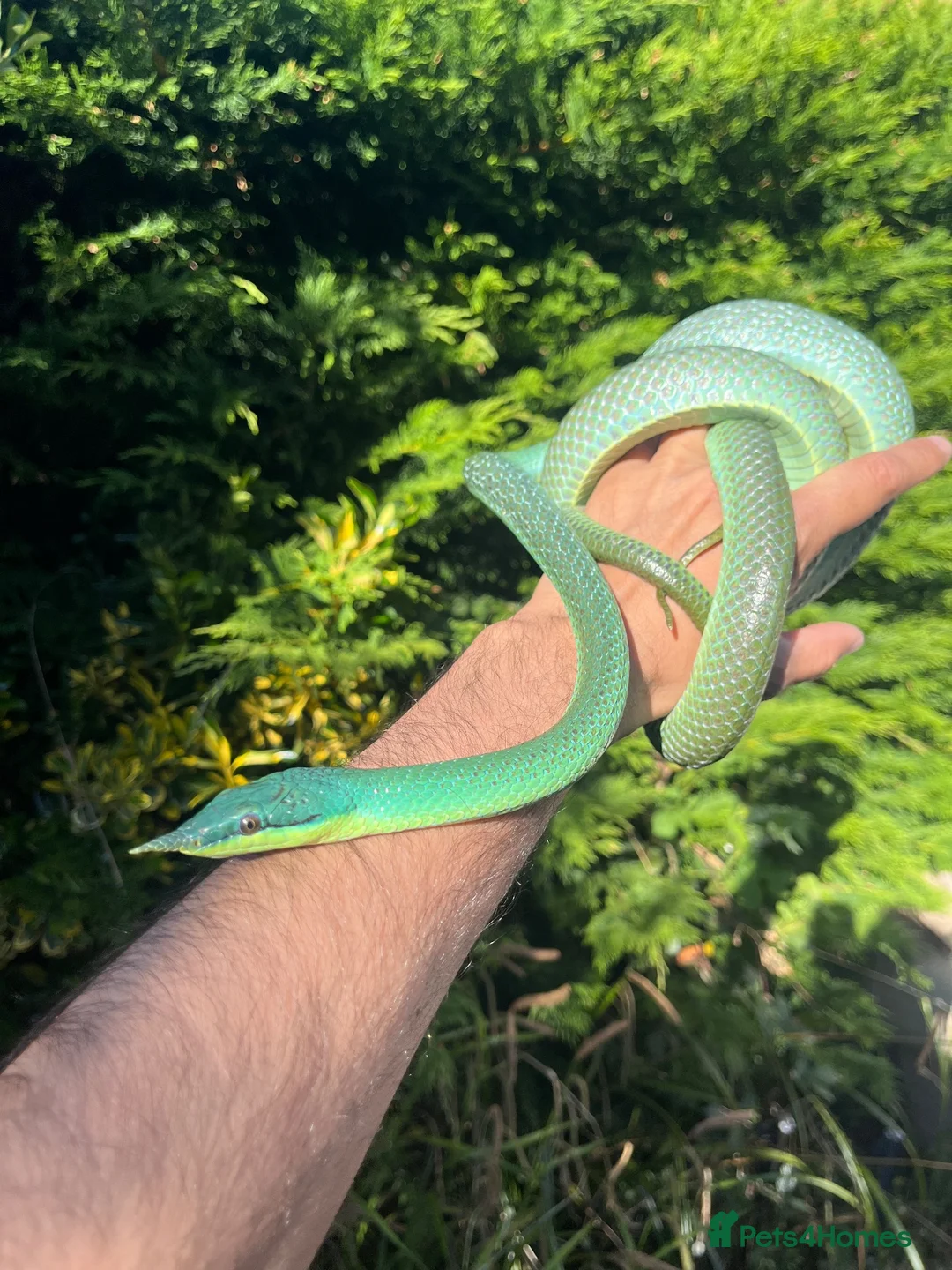 Rat Snake reptiles for sale: Rhinoceros RatSnake - Rare Beauty - Advert 2