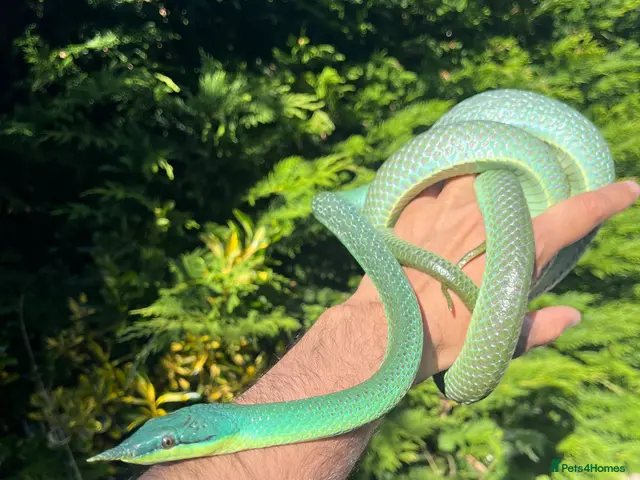 Rat Snake reptiles for sale: Rhinoceros RatSnake - Rare Blue Beauty - Advert 2