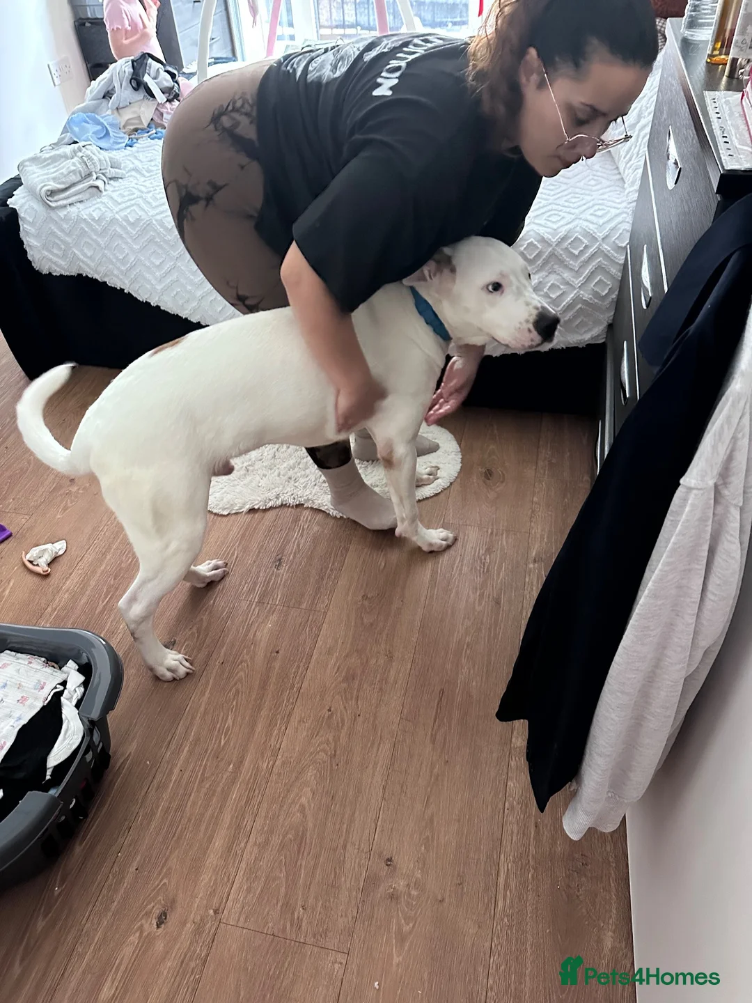 Mixed Breed dogs for sale: Beautiful Staff cross akita for sale  in London - Advert 9