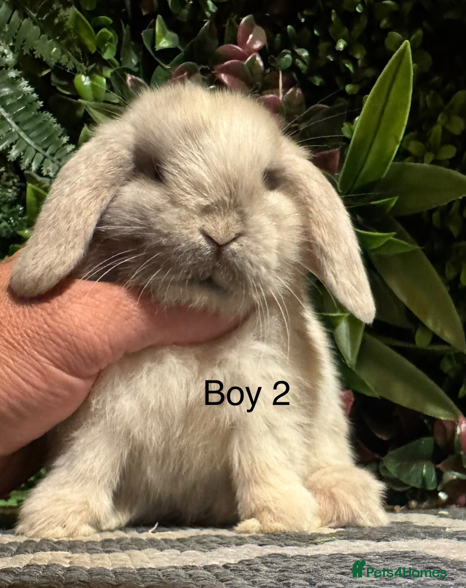 Mini Lop rabbits 🐰 PURE BREED MINI LOPS 🐰 - Advert 2