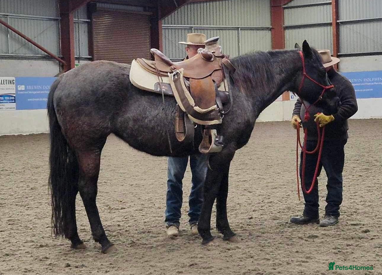 American Quarter horses for sale: QH Filly searching for superior dwelling & staff - Advert 19