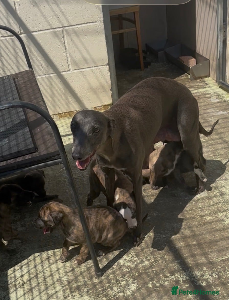 Whippet dogs KC registered whippet puppies ready now  - Advert 1