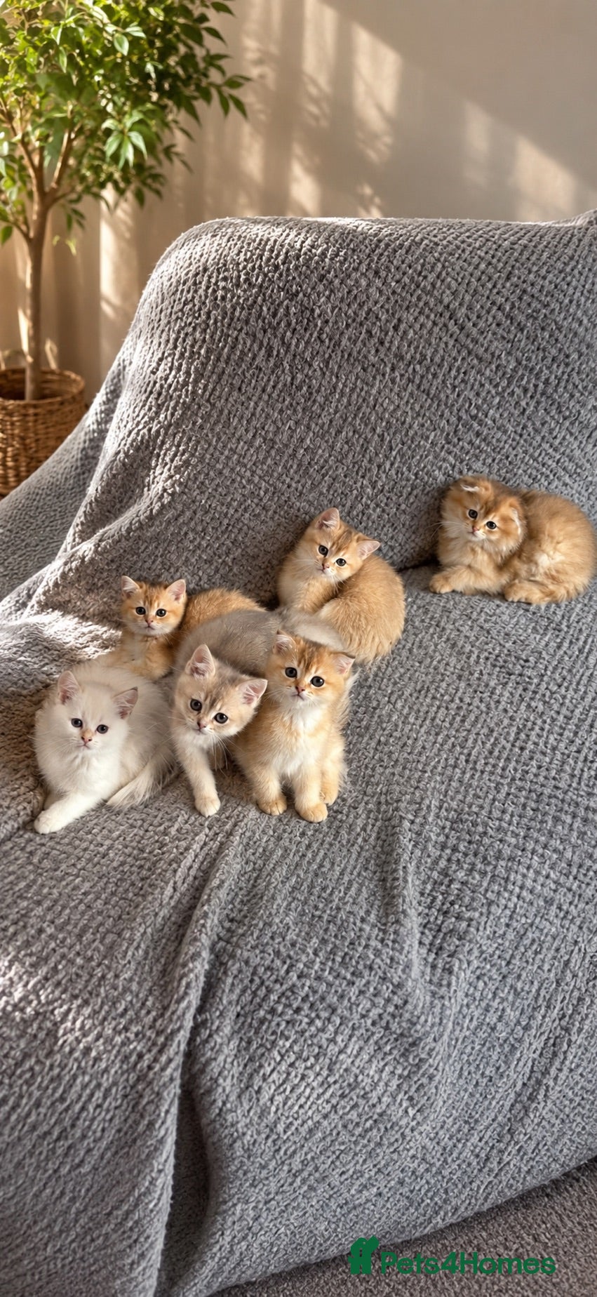 Scottish Fold cats Scottish pedigree golden kittens - Advert 7