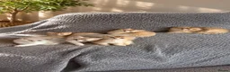 Scottish Fold cats for sale: Scottish pedigree golden kittens  ready to move - Advert 1