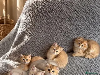 Scottish Fold cats Scottish pedigree golden kittens - Advert 7