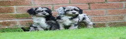 Cavapoo dogs for sale: Beautiful Cavapoo puppies for sale - Advert 34
